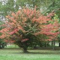 Parrotia persica automne
